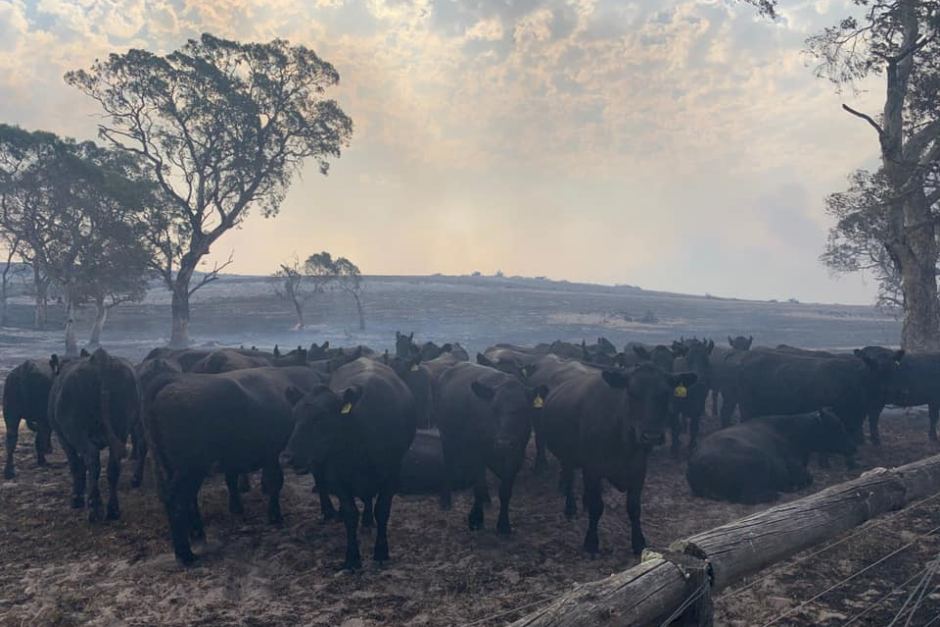 AGROW|Australian Agriculture Hit Hard By Bushfires